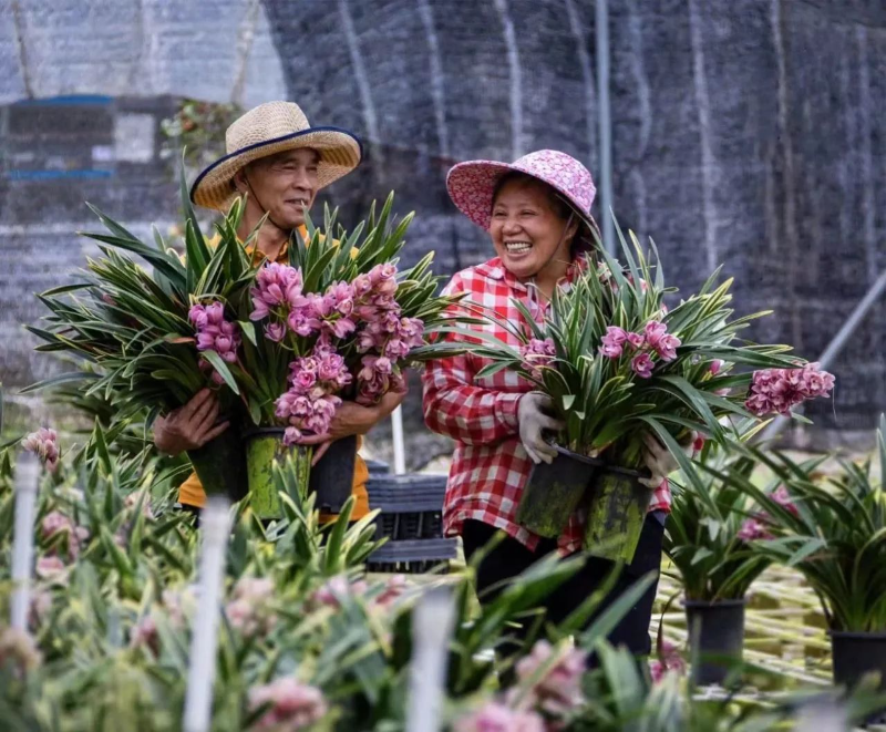 兰花产业带动农民增收致富。