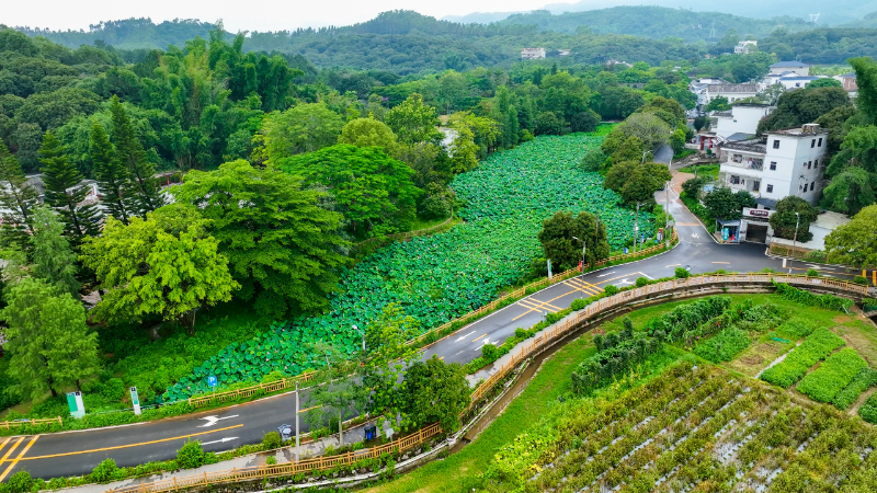 惠州惠阳区县道X225线