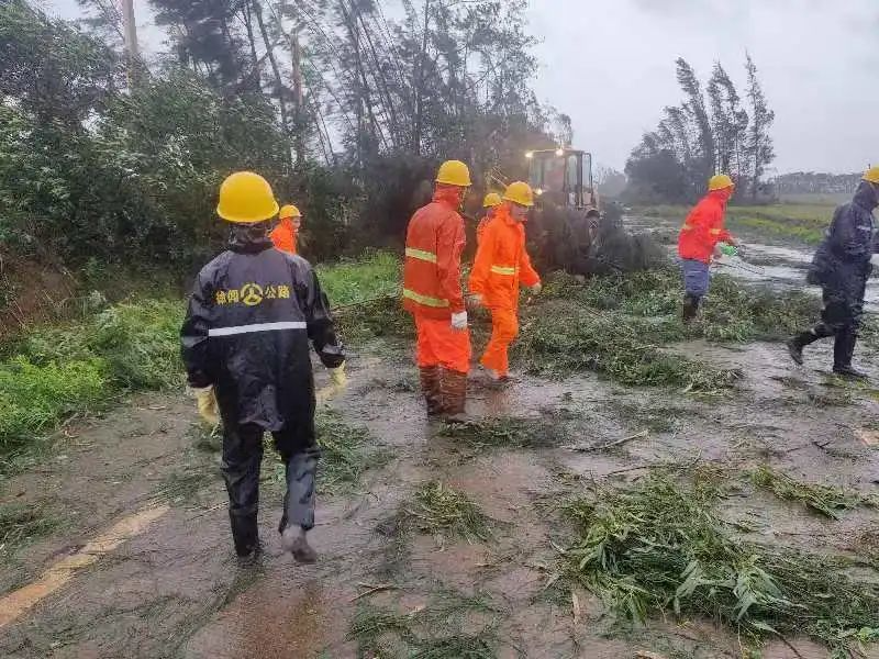 湛江市交通运输部门清理S376线锦和路段倒伏的树木。