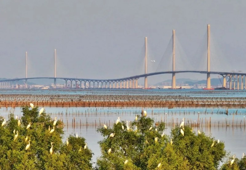 2024年12月11日，大湾区又一重大跨海交通工程黄茅海跨海通道正式通车试运营，珠海与江门两大城市隔海“相牵”，助力珠江口形成了一条全新的“香港-澳门-珠海-江门-粤西”大通道。石磊 摄